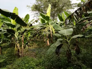 10acre's Is Available for Sale in Busika