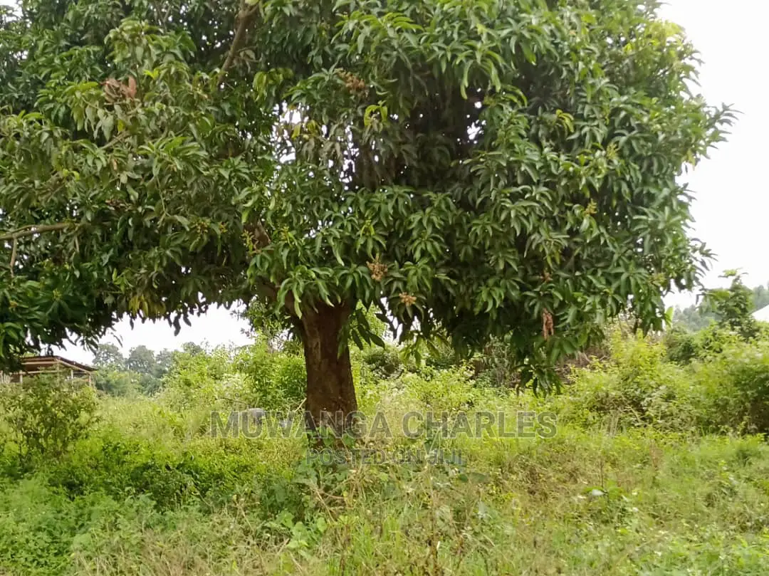 4acres Is Available for Sale in Zirobwe