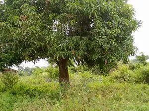 4acres Is Available for Sale in Zirobwe