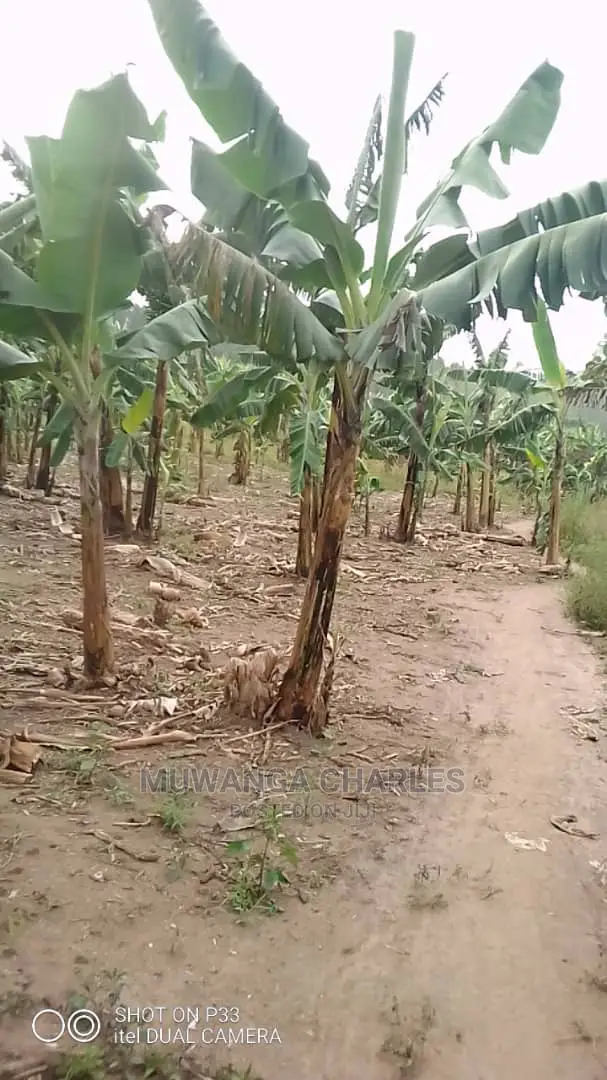 Plots Is Available for Sale in Mukono