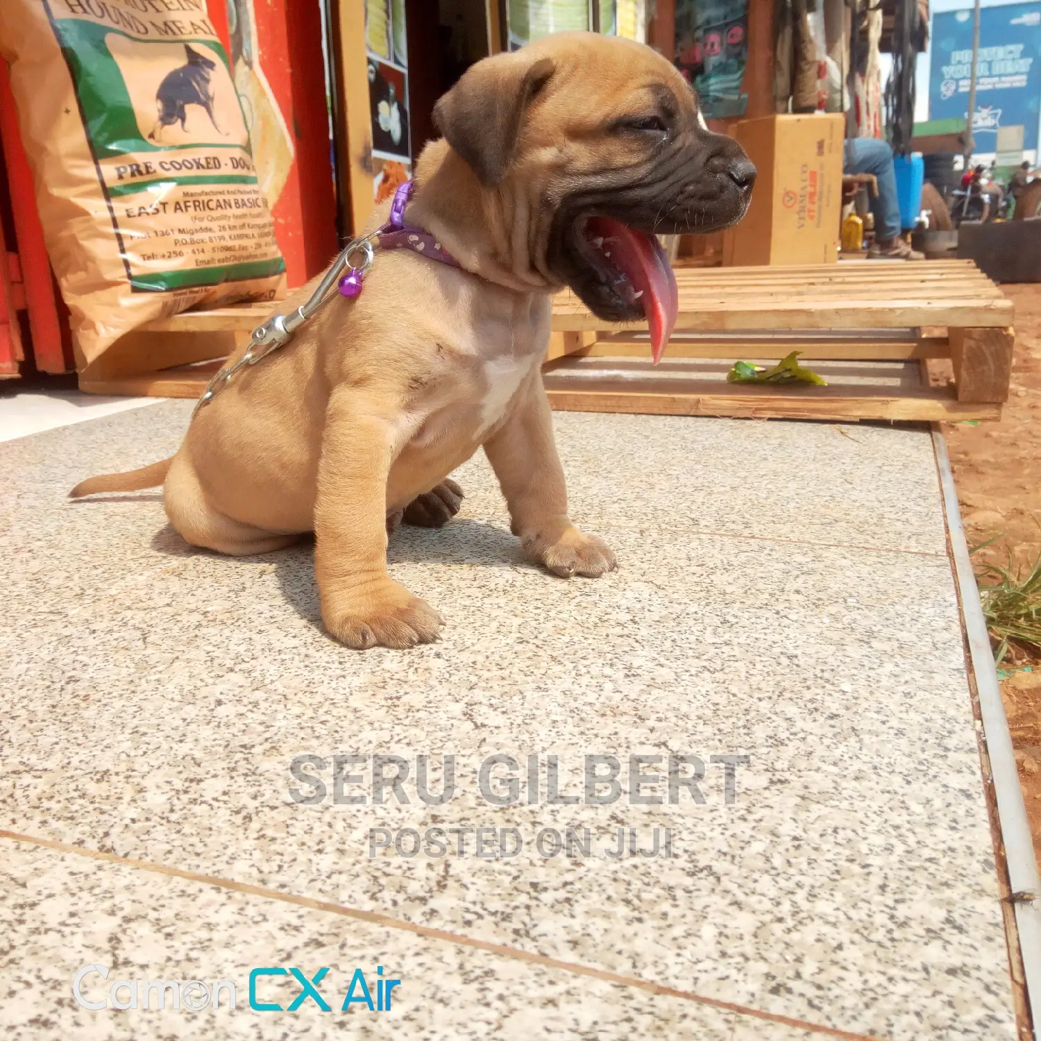 0-1 Month Male Purebred Bullmastiff
