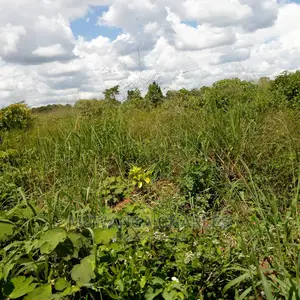60acres of Land Is Available for Sale in Luwero
