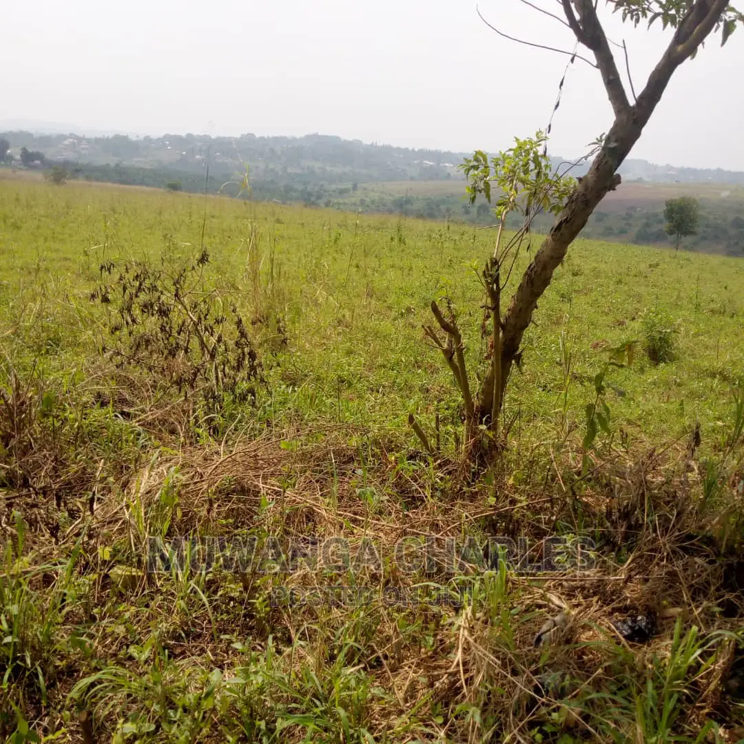 60acres of Land Is Available for Sale in Luwero