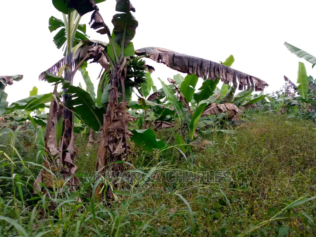 15acre's Is Available for Sale Bombo Kavule