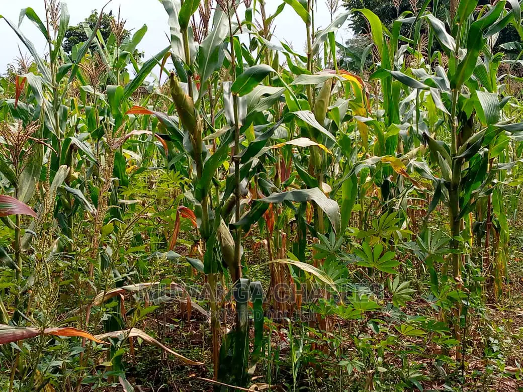 15acre's Is Available for Sale Bombo Kavule