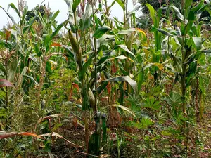 15acre's Is Available for Sale Bombo Kavule