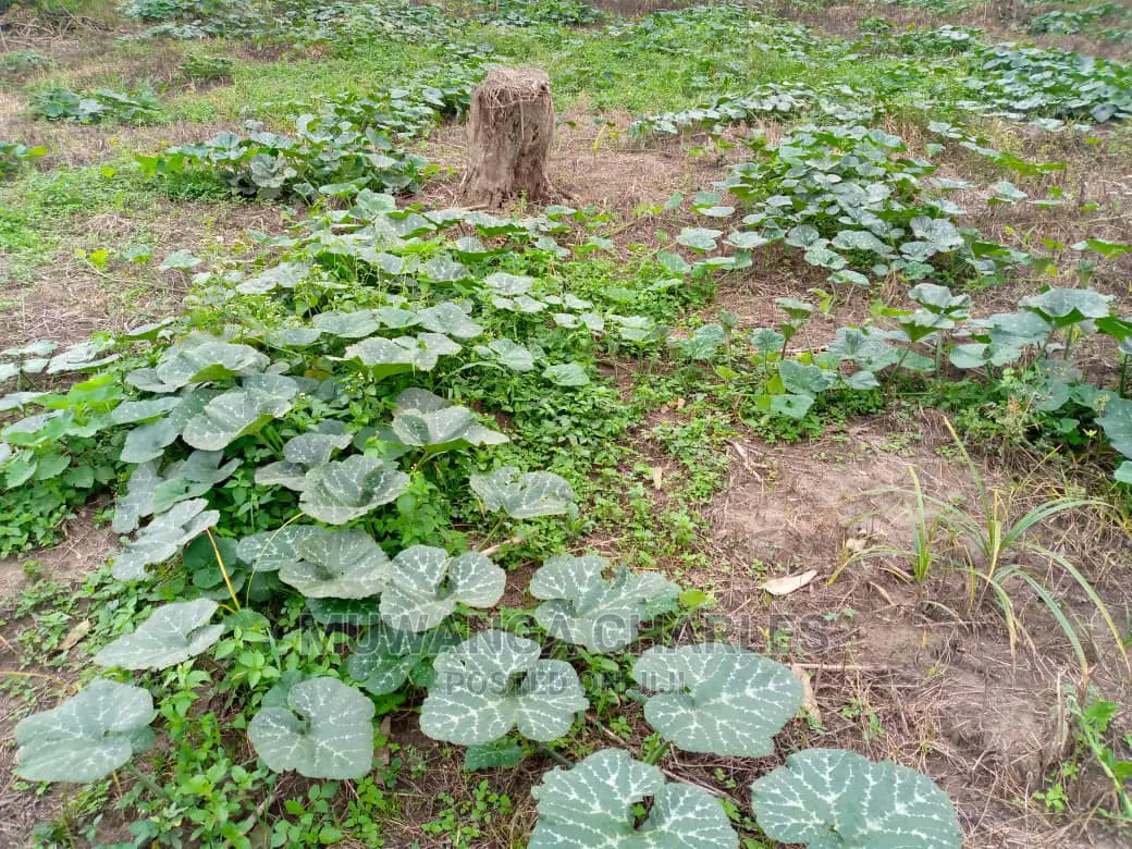 15acre's Is Available for Sale Bombo Kavule