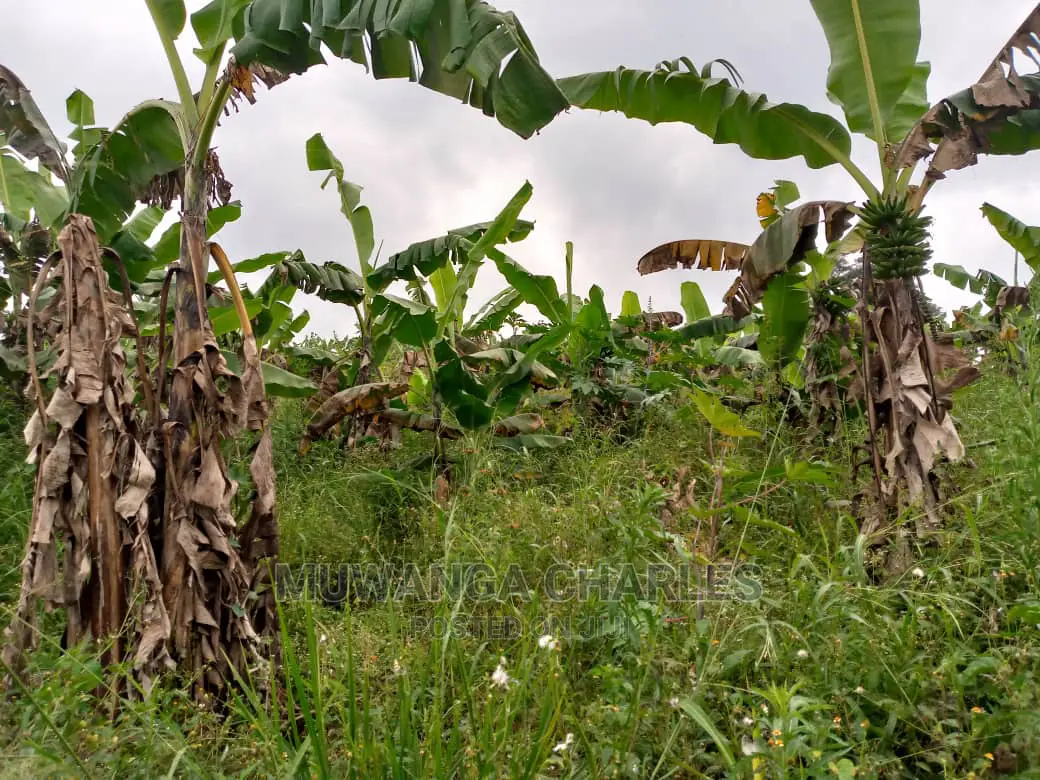 15acre's Is Available for Sale Bombo Kavule