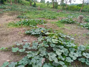 15acre's Is Available for Sale Bombo Kavule