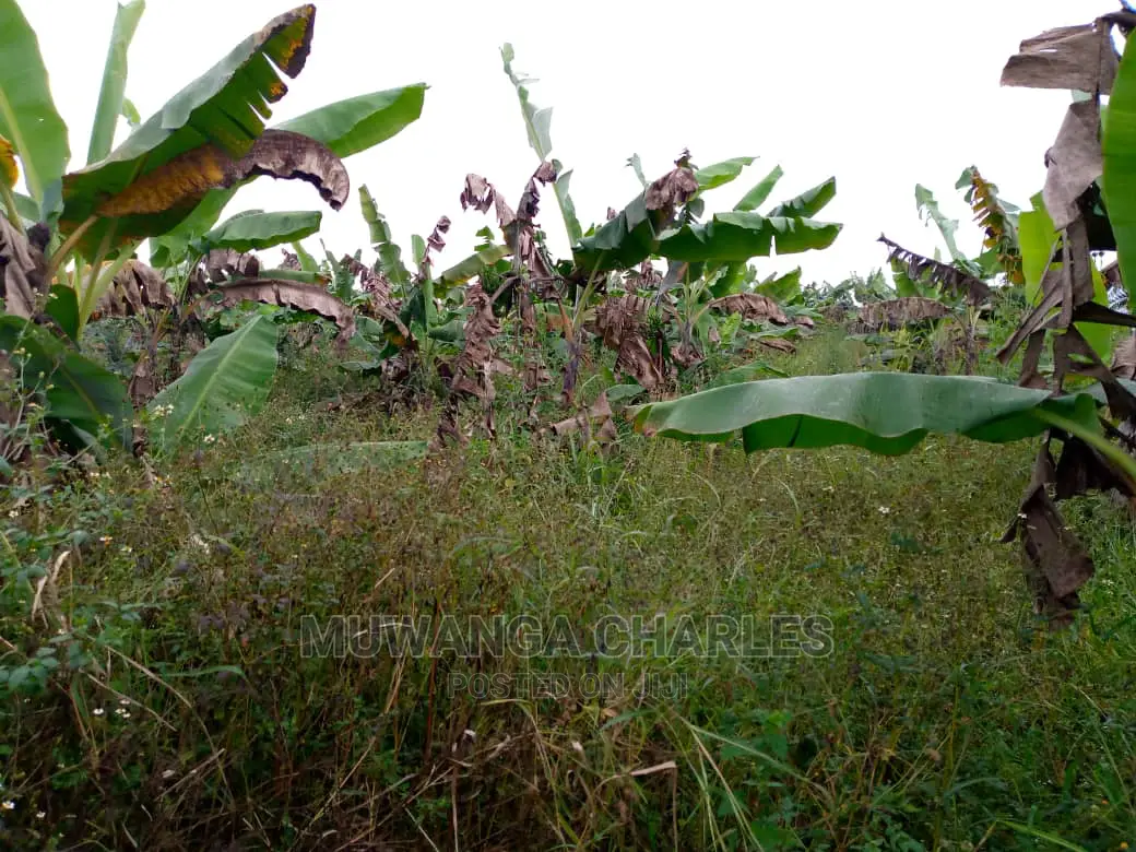 15acre's Is Available for Sale Bombo Kavule