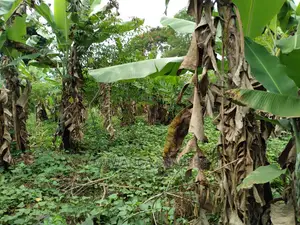 1.5acres Is Available for Sale in Kiwenda