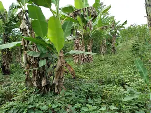 1.5acres Is Available for Sale in Kiwenda