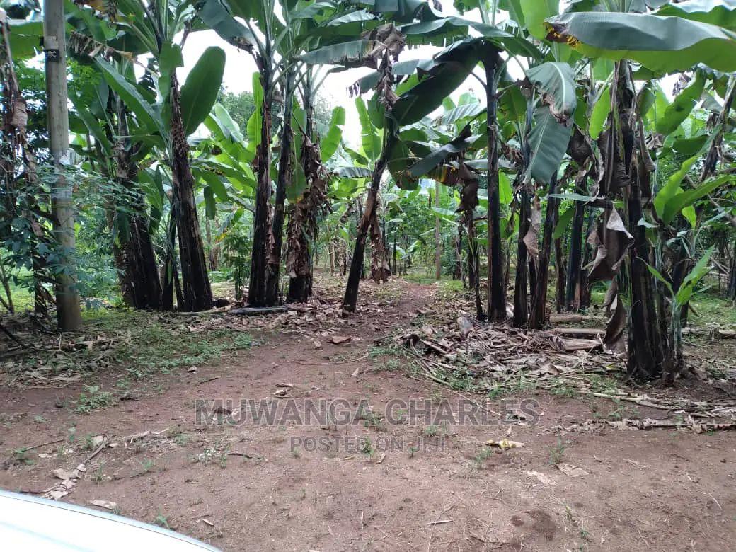 1.5acres Is Available for Sale in Kiwenda