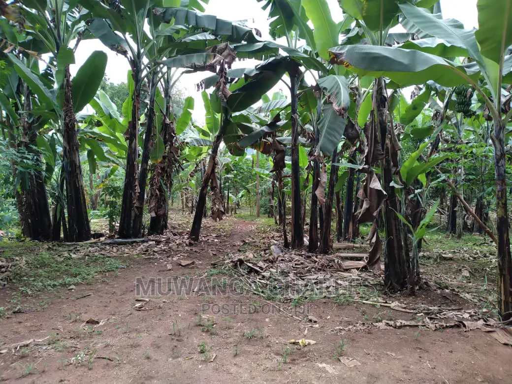 1.5acres Is Available for Sale in Kiwenda