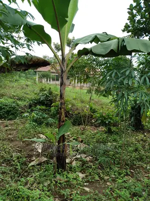 1.5acres Is Available for Sale in Kiwenda