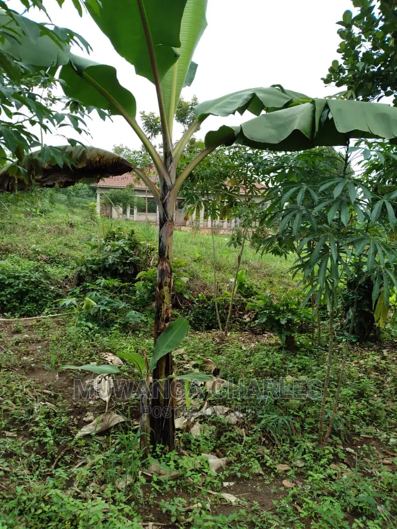 1.5acres Is Available for Sale in Kiwenda