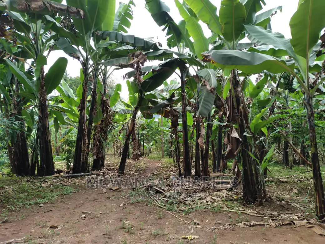 1.5acres Is Available for Sale in Kiwenda