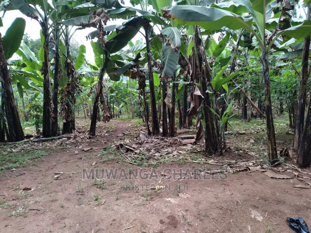 1.5acres Is Available for Sale in Kiwenda