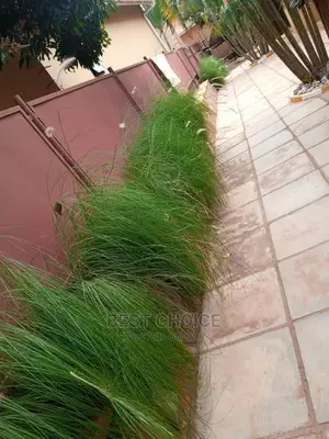 Affordable Compound Designing and Land Scarping.