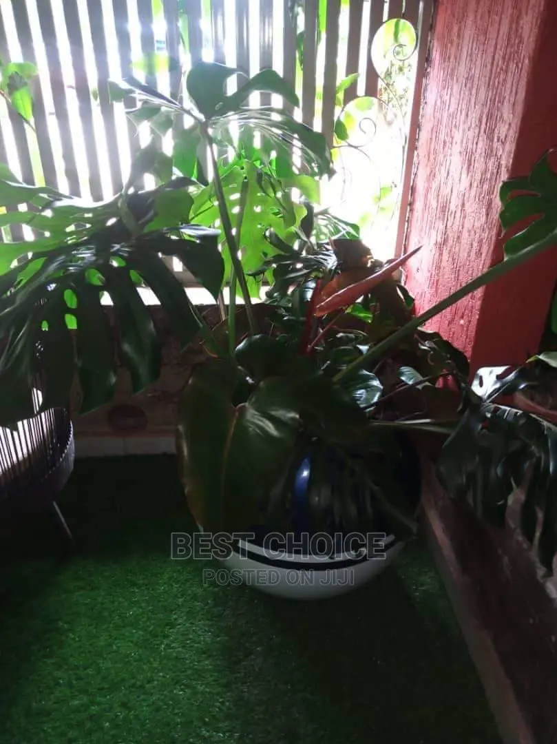 Interior Plants,Flowers,Pots,Designing.