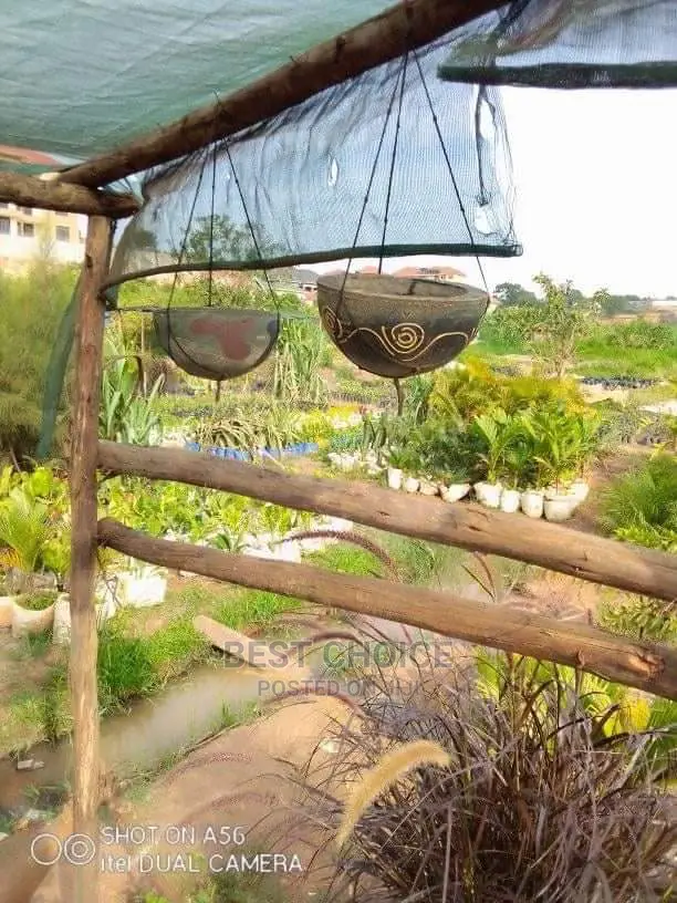 Interior Plants,Flowers,Pots,Designing.