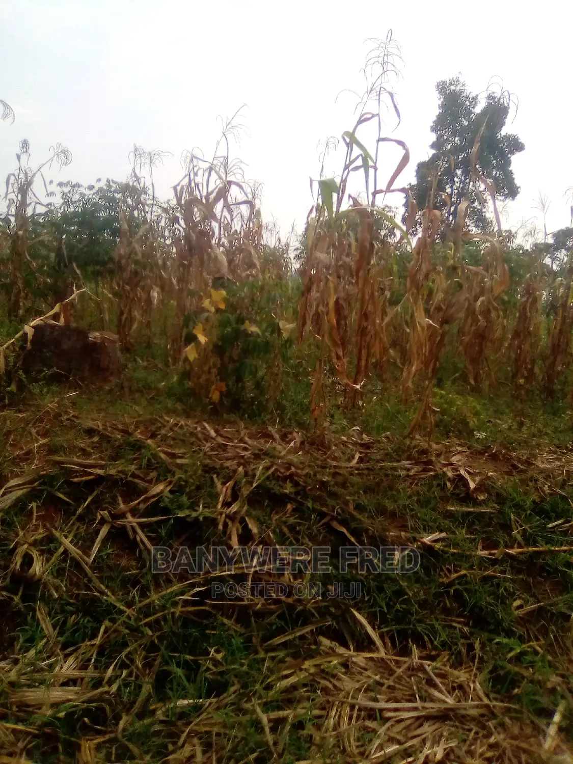 15acres in Kituba Kamuli District for Sale