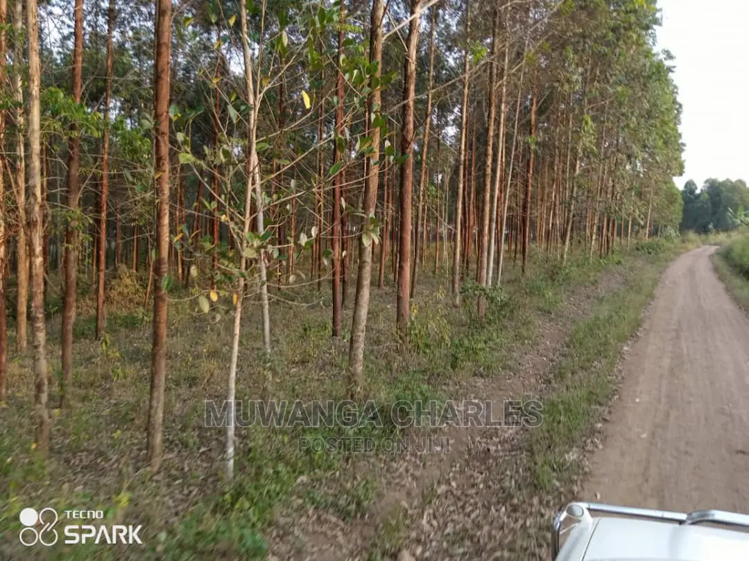 50acre's Is Available for Sale in Nakasongola