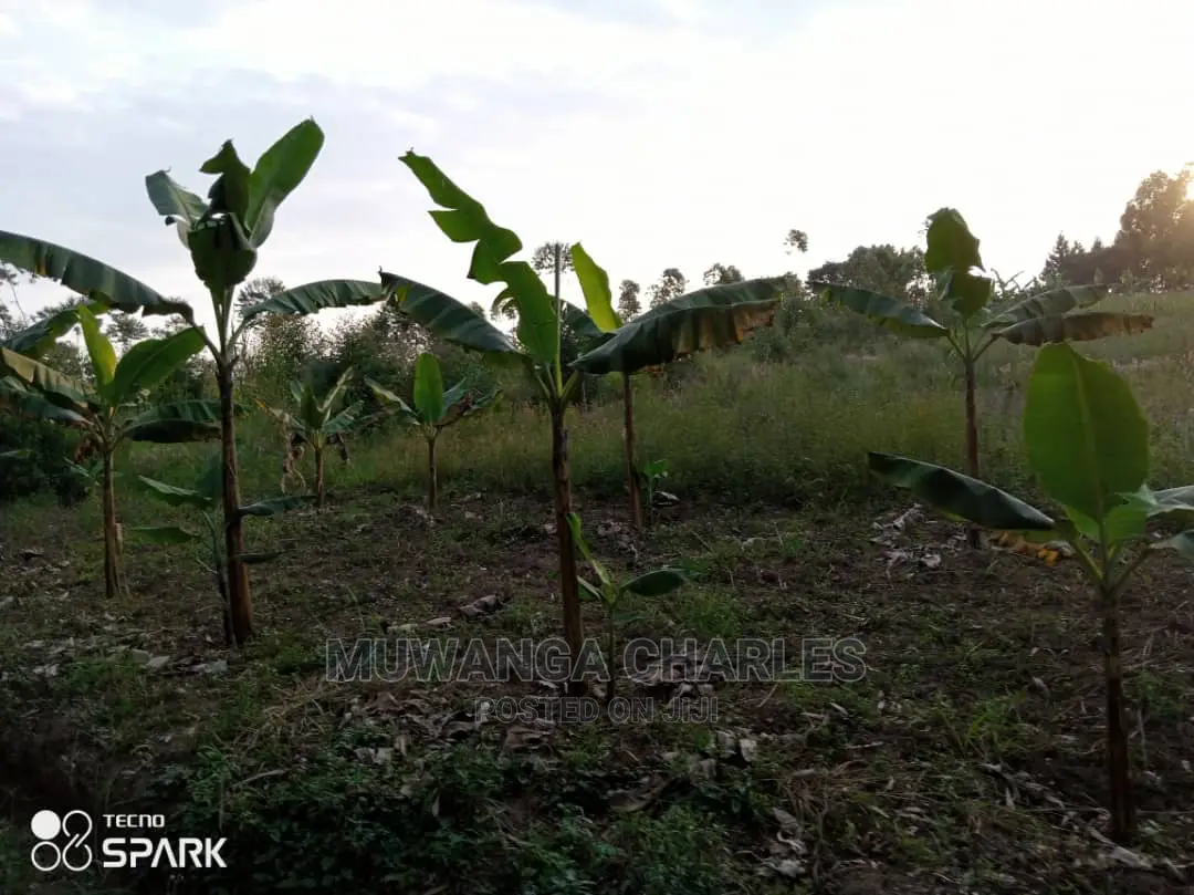 50acre's Is Available for Sale in Nakasongola