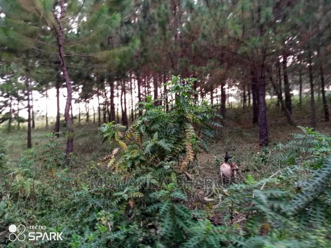50acre's Is Available for Sale in Nakasongola