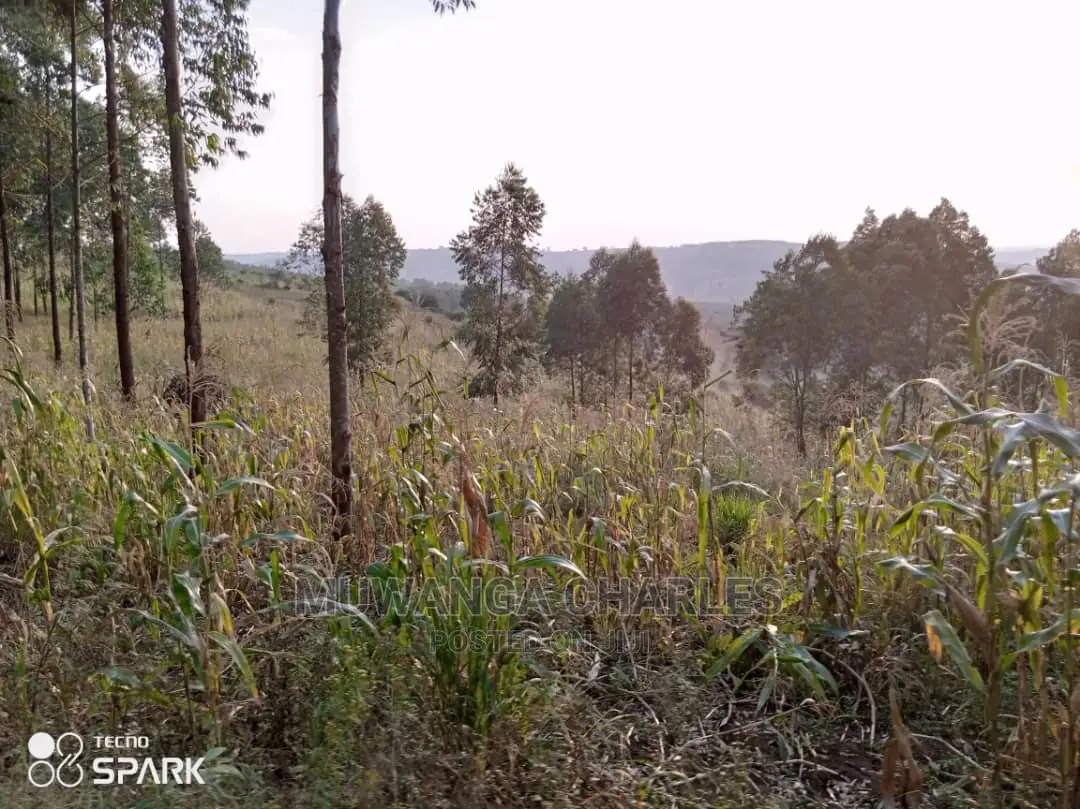 50acre's Is Available for Sale in Nakasongola