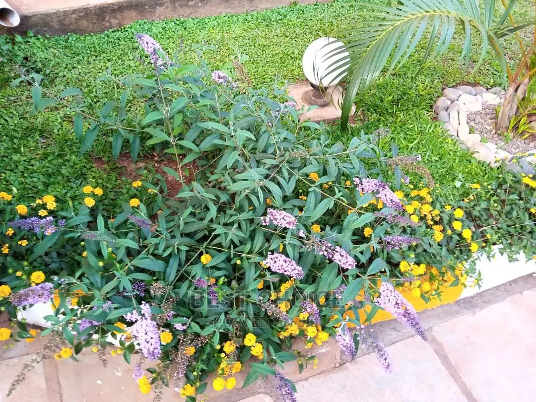Gardening,Land Scarping,Compound Designing.