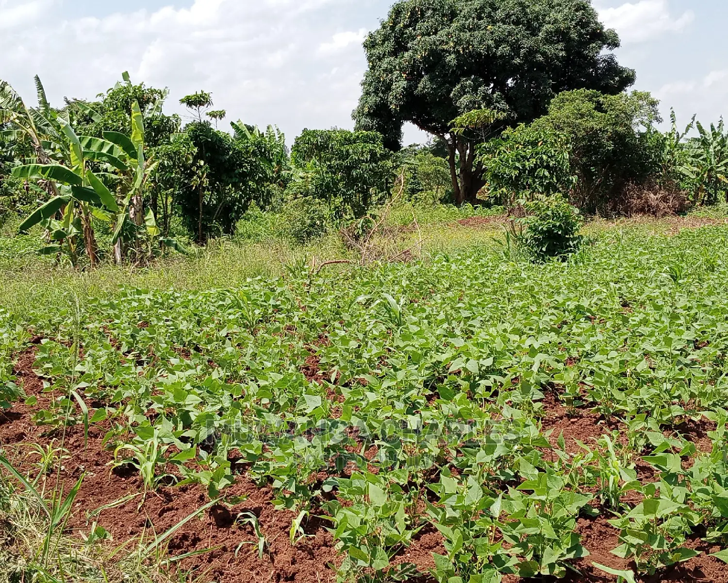 Plot Is Available for Sale in Buwate