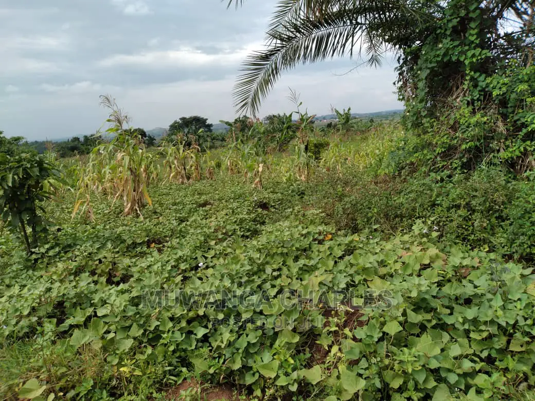 1acre of Land Is Available for Sale in Kiwenda