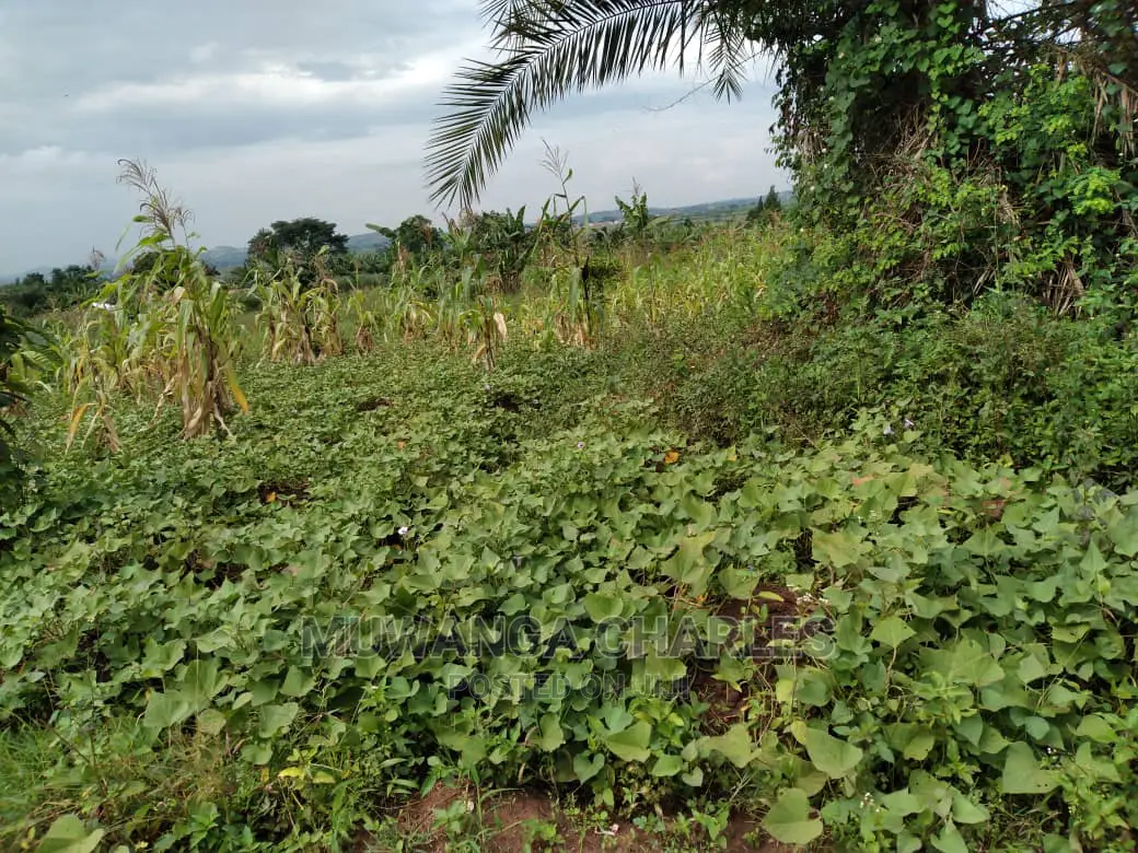 1acre of Land Is Available for Sale in Kiwenda