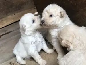 1-3 Month Male Purebred Maltese