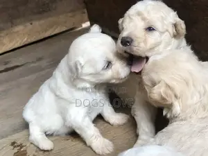 1-3 Month Male Purebred Maltese