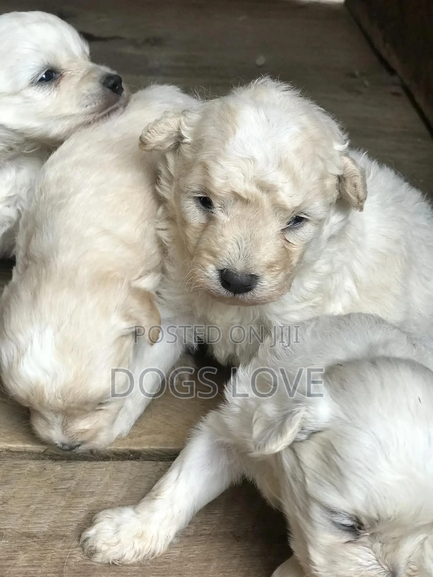 1-3 Month Male Purebred Maltese