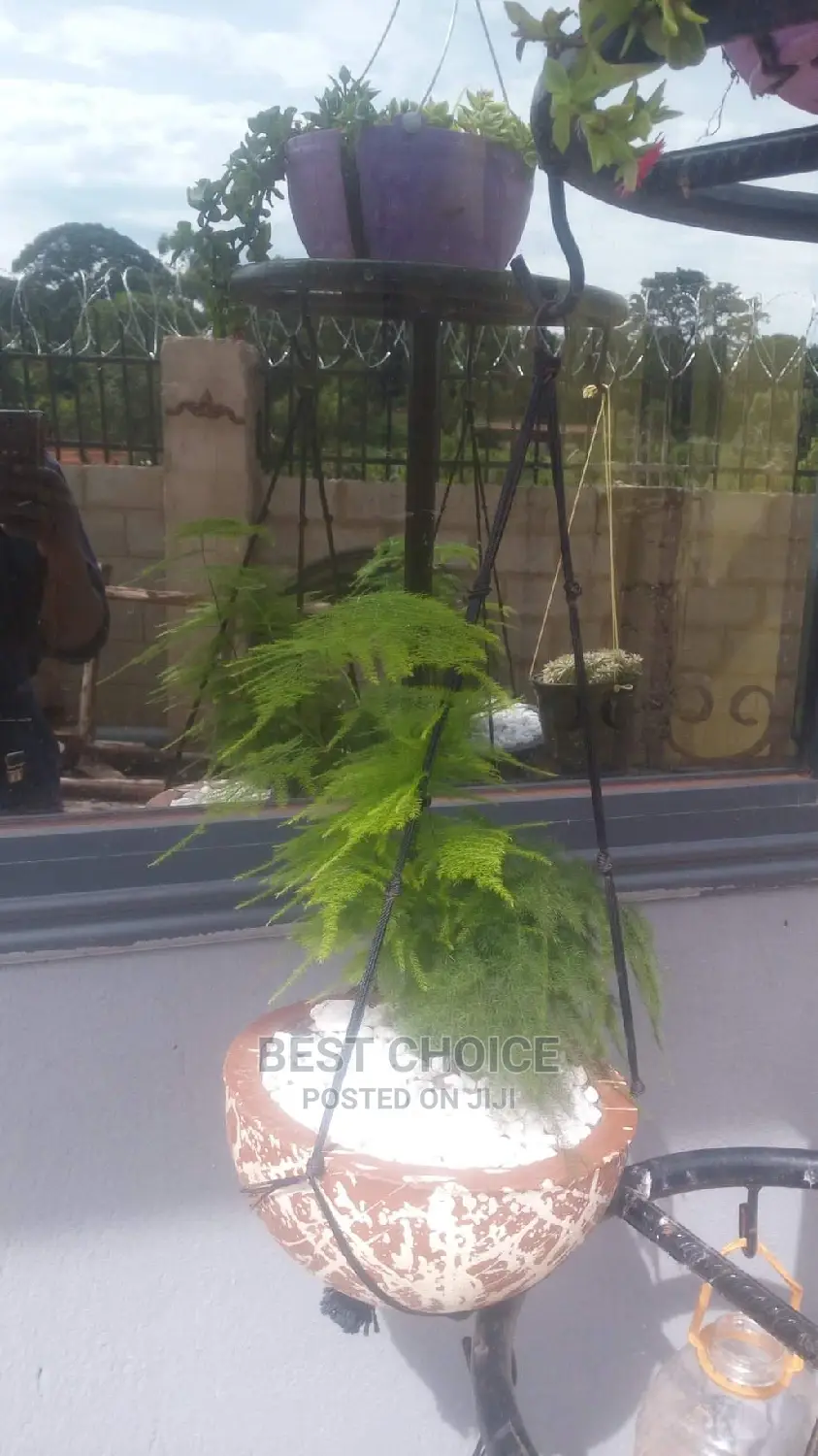 Gardening Pots Stones Plants Flowers Compound Designing.