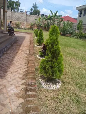 Gardening Pots Stones Plants Flowers Compound Designing.