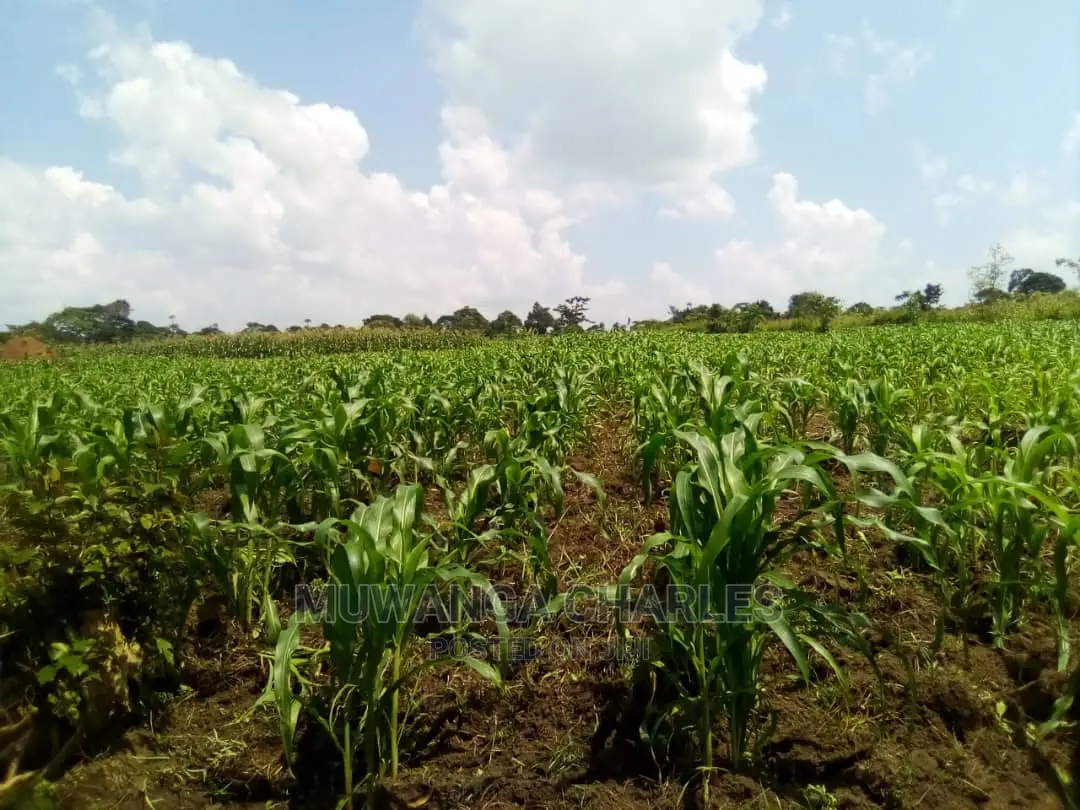 15acre's Is Available for Sale in Luwero