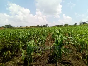 15acre's Is Available for Sale in Luwero