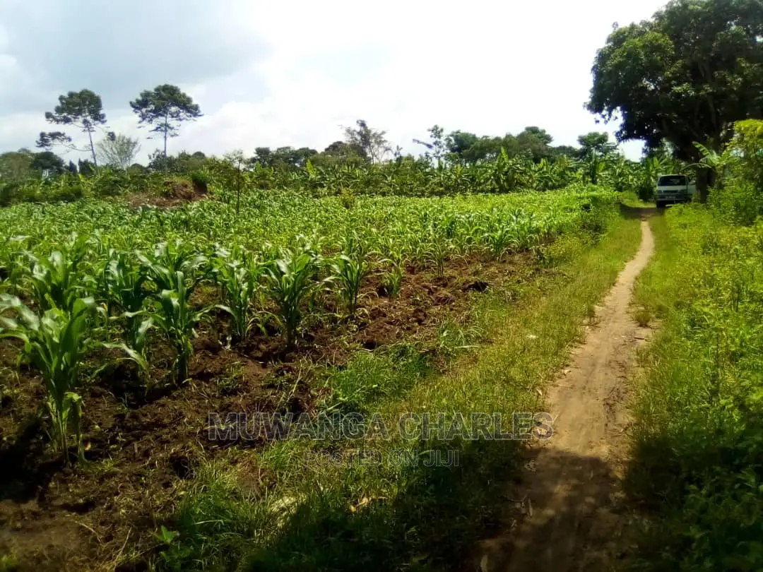 15acre's Is Available for Sale in Luwero