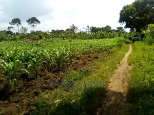 15acre's Is Available for Sale in Luwero