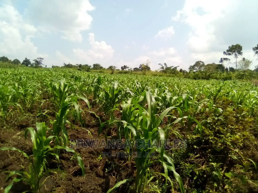 15acre's Is Available for Sale in Luwero