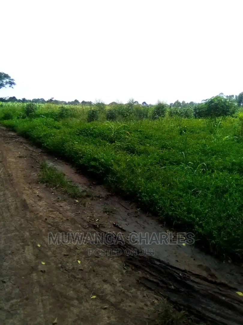 15acre's Is Available for Sale in Luwero