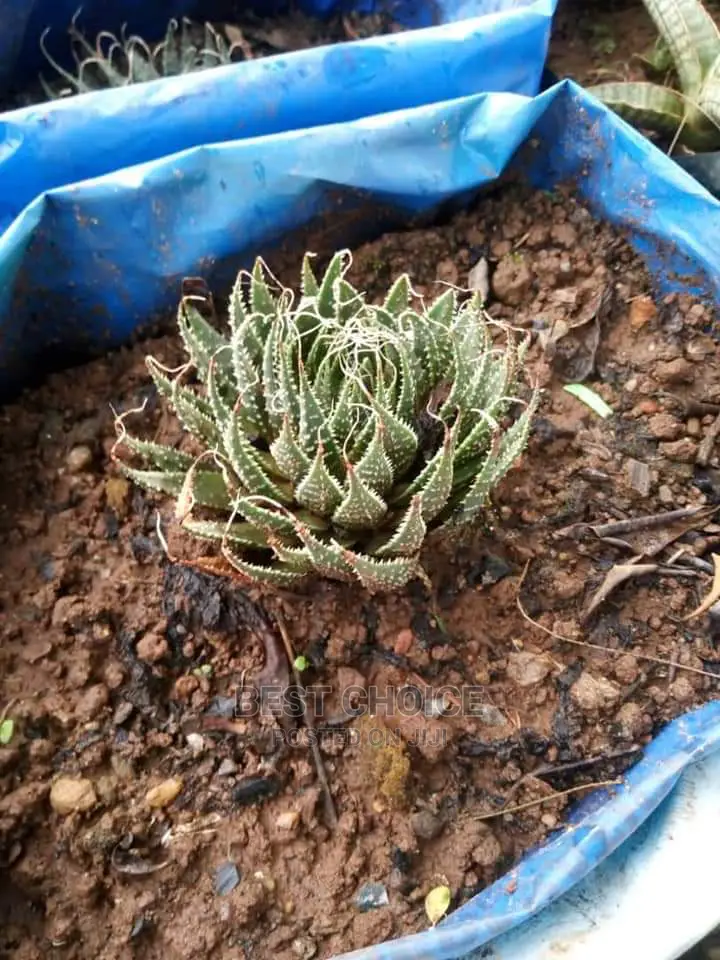 Beautiful Flowers/Plants/Land Scarping/Compound Designing.