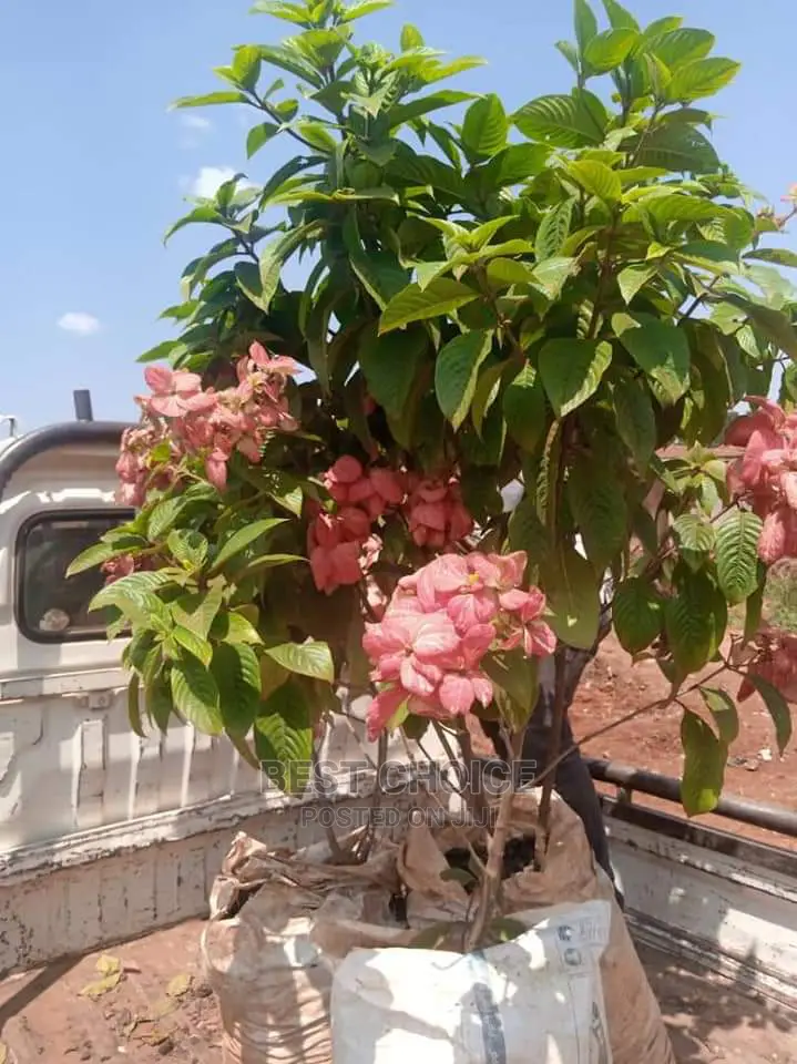 Beautiful Flowers/Plants/Land Scarping/Compound Designing.