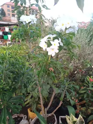 Beautiful Flowers/Plants/Land Scarping/Compound Designing.