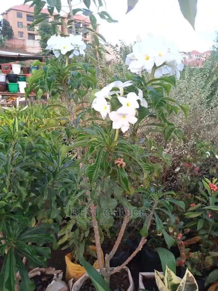 Beautiful Flowers/Plants/Land Scarping/Compound Designing.