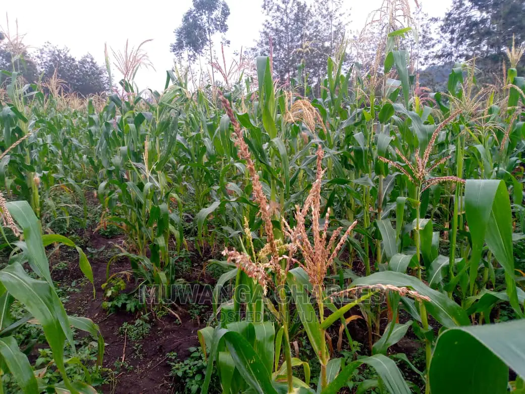 Plot Is Available for Sale in Matuga Migadde